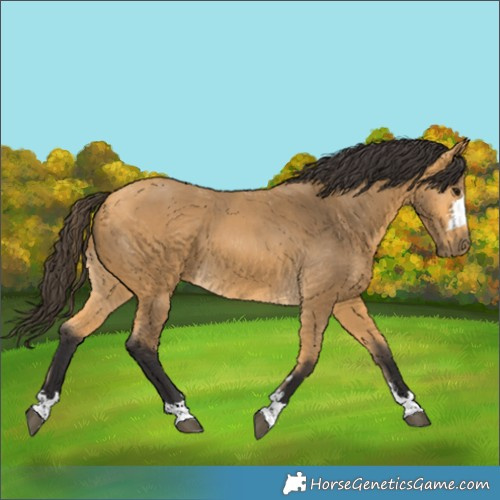 Horse Color:Buckskin 