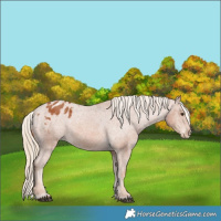 Horse Color:Chestnut Blanket 