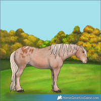 Horse Color:Chestnut Appaloosa 