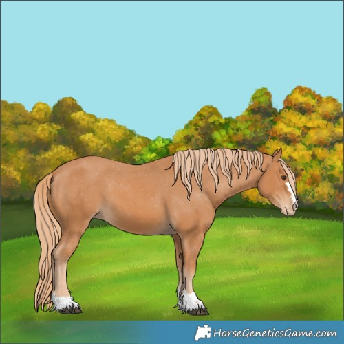 Horse Color:Chestnut Appaloosa
