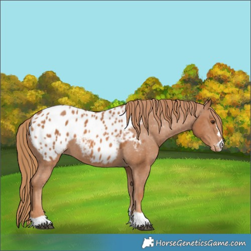 Horse Color:Chestnut Appaloosa