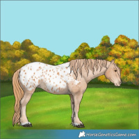 Horse Color:Chestnut Appaloosa