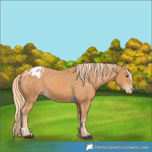 Horse Color:Chestnut Appaloosa