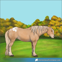 Horse Color:Chestnut Blanket 