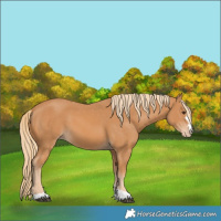 Horse Color:Chestnut Appaloosa