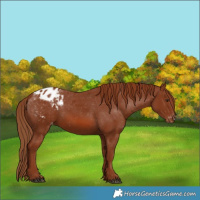 Horse Color:Chestnut Appaloosa 