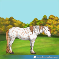 Horse Color:Chestnut Near Leopard 