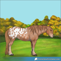 Horse Color:Chestnut Appaloosa 