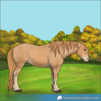 Horse Color:Chestnut Appaloosa 