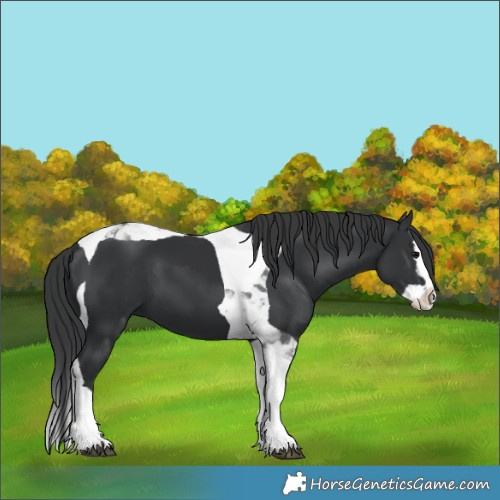 Horse Color:Black Splash Tobiano 