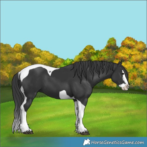 Horse Color:Black Splash Tobiano
