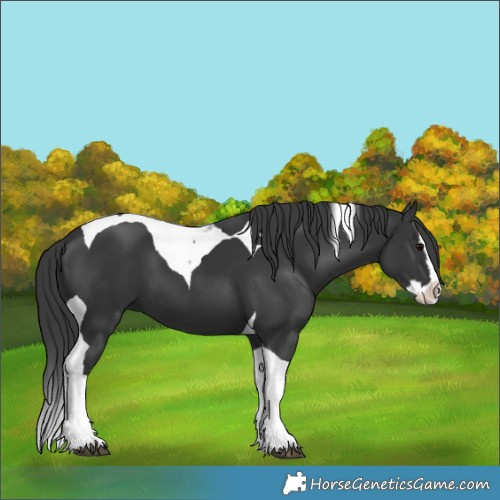 Horse Color:Black Splash Tobiano 