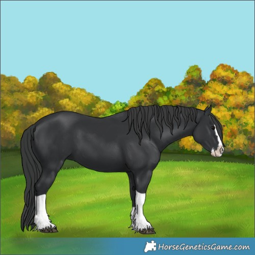 Horse Color:Black Splash Tobiano 