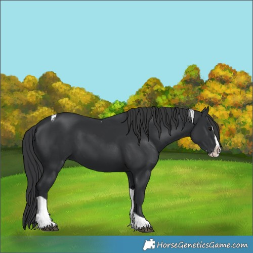Horse Color:Black Splash Tobiano