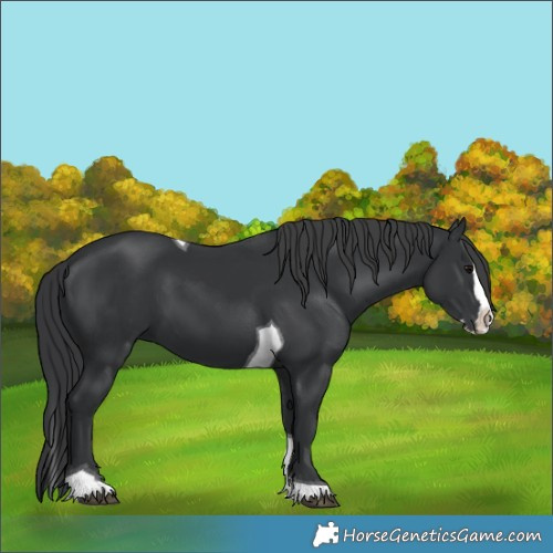 Horse Color:Black Splash Tobiano 