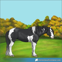 Horse Color:Black Splash Tobiano 