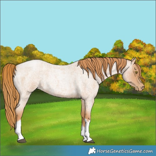 Horse Color:Red Roan Pearl Tobiano Frame 