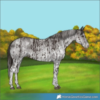 Horse Color:Liver Chestnut Rabicano  and White Spotted Liver Chestnut Rabicano 