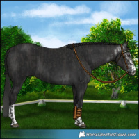 Horse Color:Smoky Black  and Gray Smoky Black 
