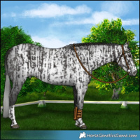 Horse Color:Smoky Black  and Gray Smoky Black 