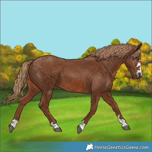 Horse Color:Chestnut 