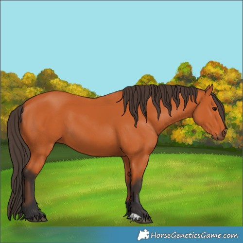 Horse Color:Bay 