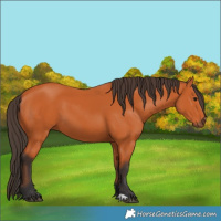 Horse Color:Bay 
