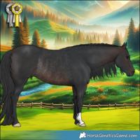 Horse Color:Bay Rabicano 