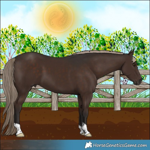 Horse Color:Liver Chestnut
