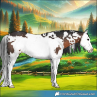 Horse Color:White Spotted Brown Splash Frame 