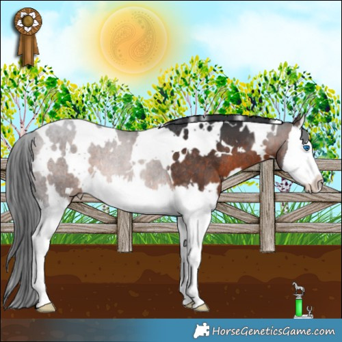 Horse Color:White Spotted Bay Splash Rabicano