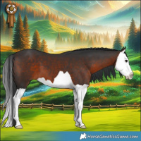 Horse Color:Bay Splash 