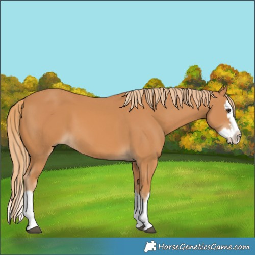 Horse Color:Chestnut Splash 