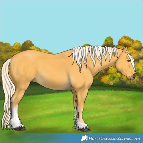 Horse Color:Palomino Tobiano 