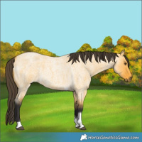 Horse Color:Buckskin Roan Dun Tobiano 
