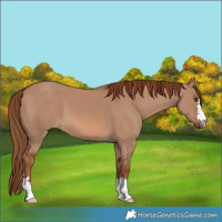 Horse Color:Red Dun