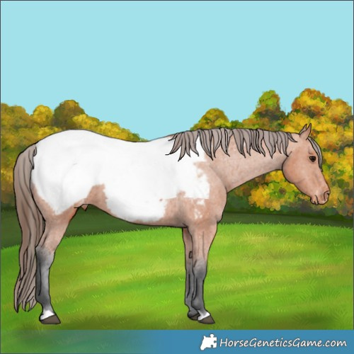 Horse Color:Bay Snowcap