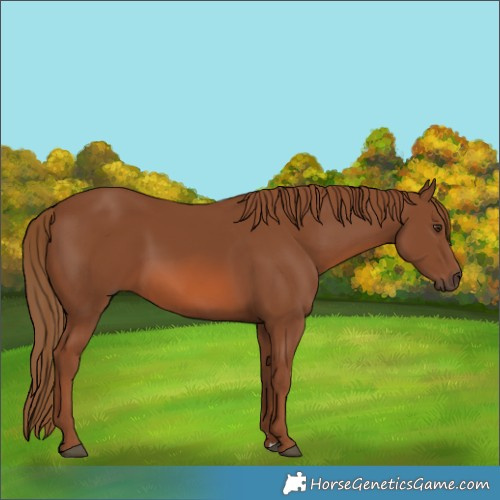 Horse Color:Chestnut 