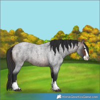 Horse Color:Brown Roan Splash 