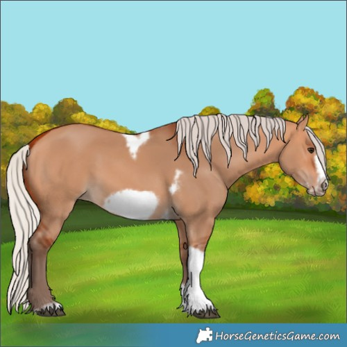 Horse Color:Silver Bay Dun Sabino Tobiano Frame Rabicano 