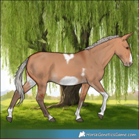 Horse Color:Silver Bay Dun Sabino Tobiano Frame Rabicano