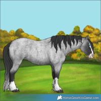 Horse Color:Blue Roan Splash