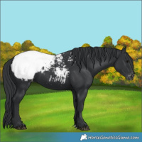 Horse Color:Black Appaloosa 