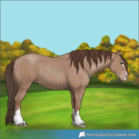 Horse Color:Unknown 