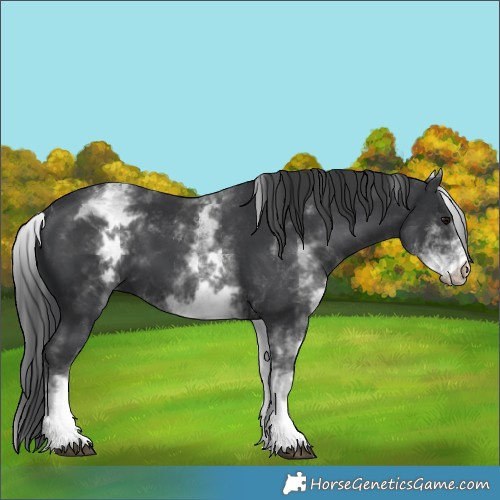 Horse Color:White Spotted Black