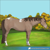 Horse Color:Classic Champagne Tobiano