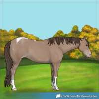 Horse Color:Classic Champagne Tobiano