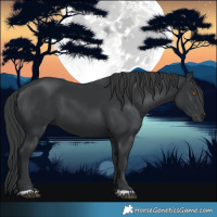 Horse Color:Black 