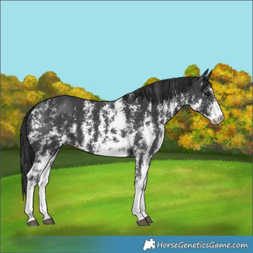 Horse Color:Black Sabino 