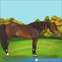 Horse Color:Bay 